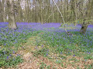 Contact Me. bluebells & woods